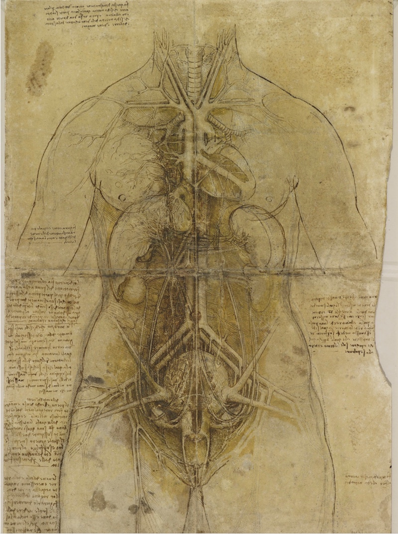 Leonardo anatomia
