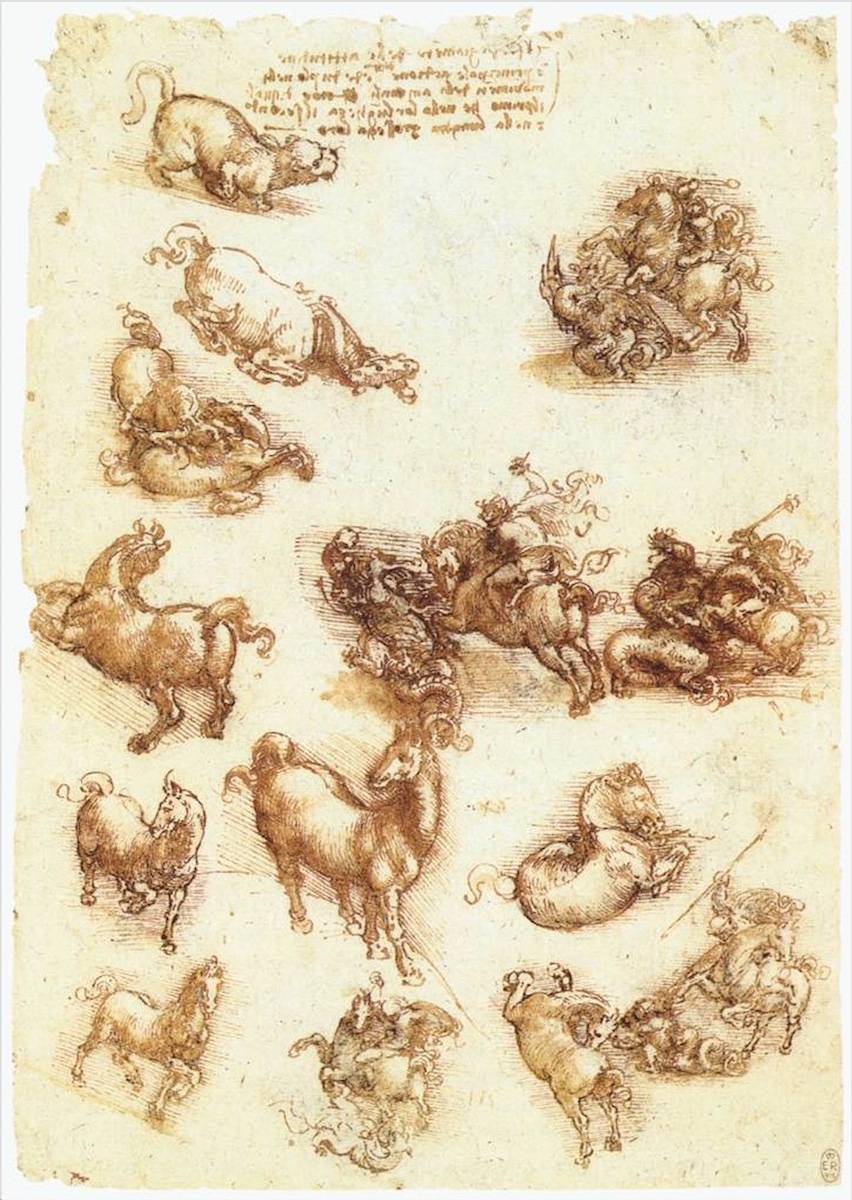 Leonardo studio animali2